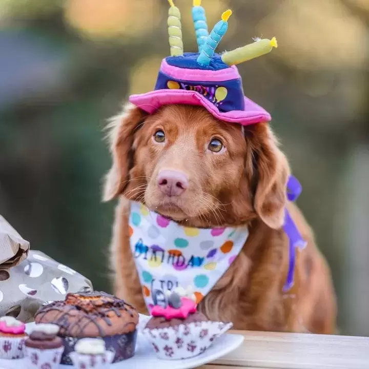 Adorable dog in a birthday hat.